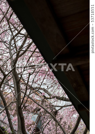Myoshinji Rezo-in, a tea-seat, a large flea market in front of a beni-didazakura 53718551