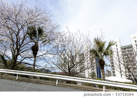 Zhuge (spring) 53719164