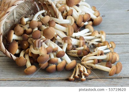 Mushrooms in a basket Mushrooms in a basket 53719620