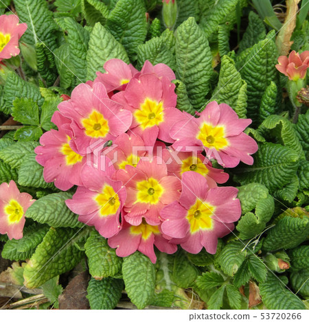 Primula Primula 53720266
