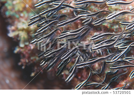 鰻鯰絛蟲 53720501