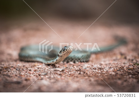 Masculine reptile or grass snake, Natrix natrix Masculine reptile or grass snake, Natrix natrix 53720831