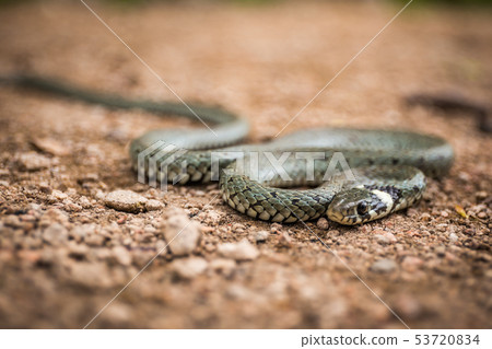 Masculine reptile or grass snake, Natrix natrix 53720834