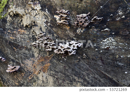 Mushrooms tree trunk 53721269