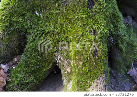 Moss on the bark and roots of a tree 53721270