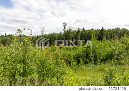 Summer landscape , young tree 53721436