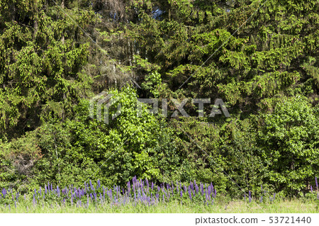 Spring landscape 53721440