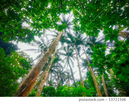 Yayayama梨 53721506