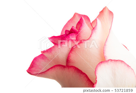 pink rose isolated pink rose isolated 53721859