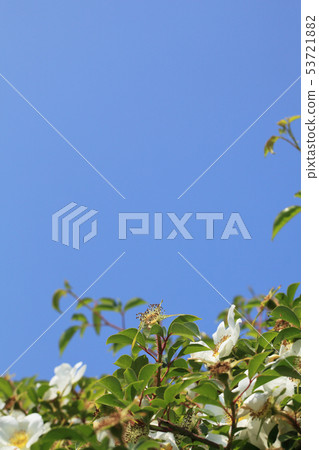 Naniwa Noybara flower behind and blue sky Naniwa Noybara flower behind and blue sky 53721882