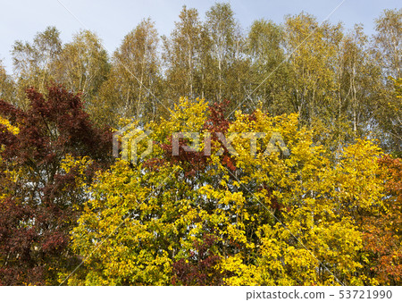 Yellow maple foliage 53721990