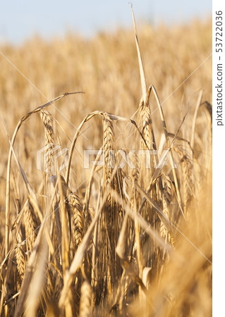 field of ripe cereal field of ripe cereal 53722036