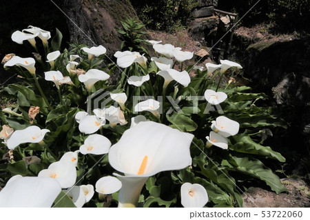 Water Calla of Waterside 53722060