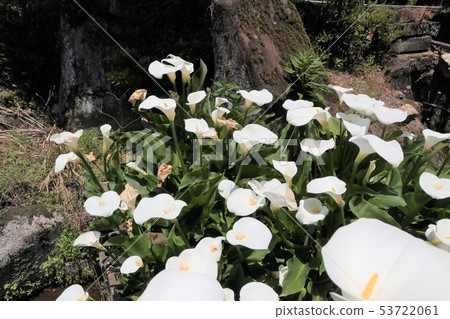 Water Calla of Waterside 53722061