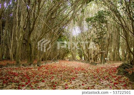 Emeishan freshwater fallen forest 3 Emeishan freshwater fallen forest 3 53722501