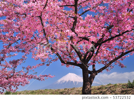 Cherry blossoms and Mt. Fuji of Juni Riverbank-222123 53722532