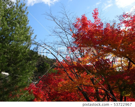 Eikan-do Autumn leaves Kyoto 53722967
