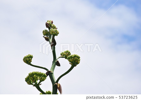 Agave flowers 53723625