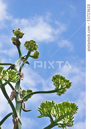 龍舌蘭花 53723628
