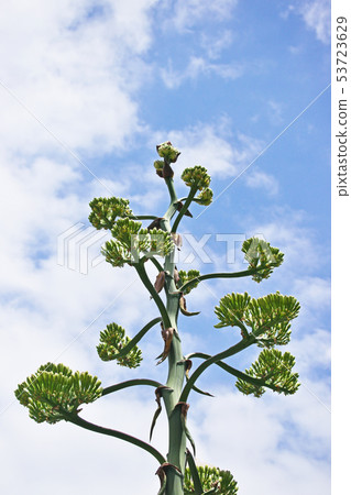 龍舌蘭花 53723629