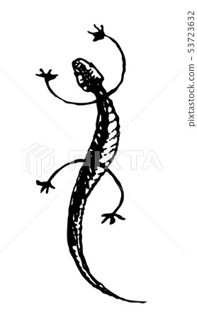 Gecko. Black and white vector handdrawn sketch 53723632