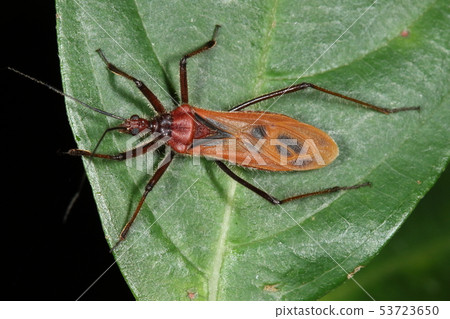 Creatures insects Sema-demonsher turtles, large-sized snails that may be as large as two centimeters. At Banna Park on Ishigaki Island 53723650