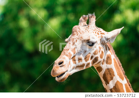 Giraffe  53723712