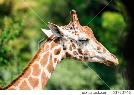 Giraffe Giraffe 53723746