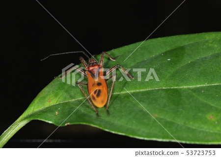 Creatures insects Sematta, a beautiful large-sized snail. Recently visited Japan? ? 53723753