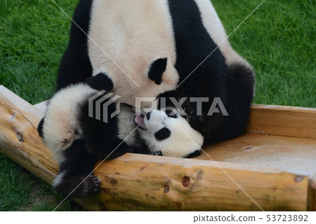 熊貓父母和孩子 熊貓父母和孩子 53723892