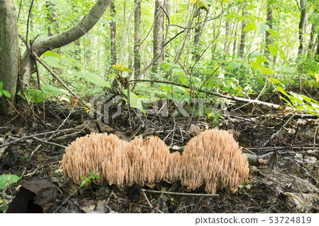 Hana Miyako 53724819