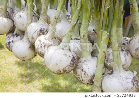 洋蔥馬爾凱銷售形象 53724938