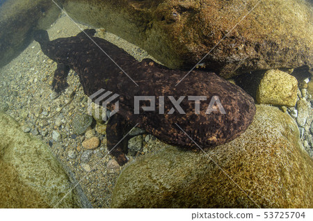 咸鮭魚 咸鮭魚 53725704