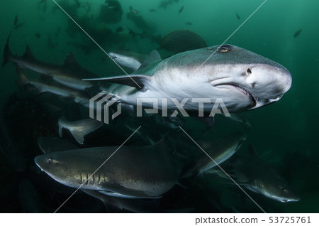 鯊魚的臉 鯊魚的臉 53725761