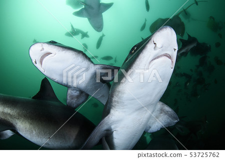 鯊魚的臉 鯊魚的臉 53725762
