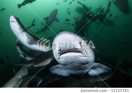 鯊魚的臉 鯊魚的臉 53725763