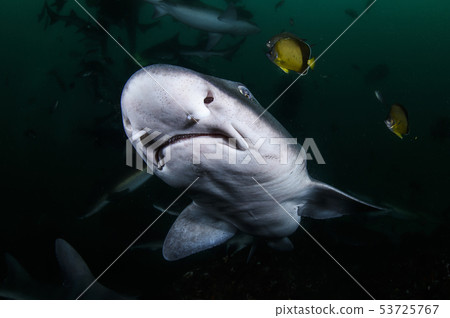 鯊魚的臉 鯊魚的臉 53725767
