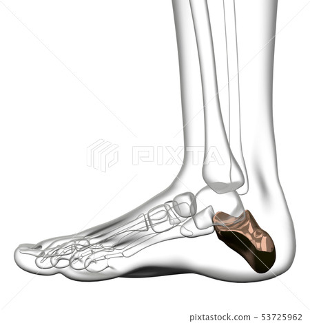 3d rendering of calcaneus - Stock Illustration [53725962] - PIXTA