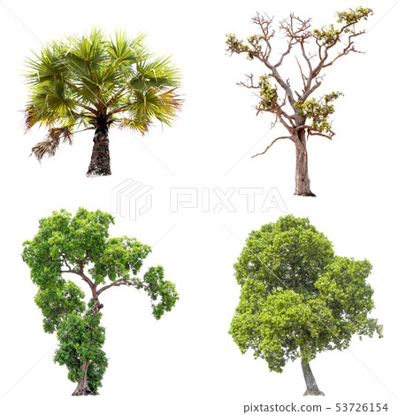 Isolate green tree. 53726154