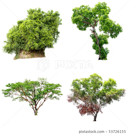 Isolate green tree. Isolate green tree. 53726155