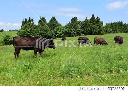 A group of cattle at Takahara Ranch 53726202