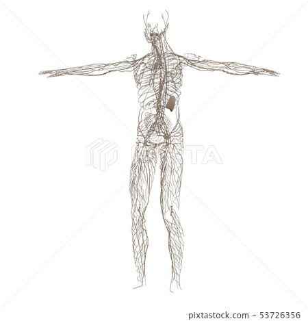 3d rendering of lymphatic 53726356