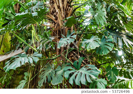 View of an old tropical greenhouse with evergreen plants, palms, lianas View of an old tropical greenhouse with evergreen plants, palms, lianas 53726496