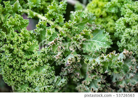 A healthy curly kale growing in the field 53726563