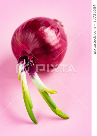 Whole bulb red onion with fresh green sprout on the pink background Whole bulb red onion with fresh green sprout on the pink background 53726584