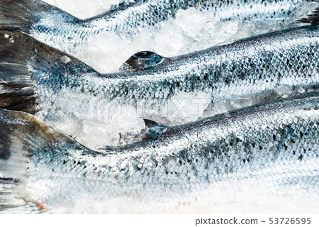 raw salmon fish on the ice 53726595