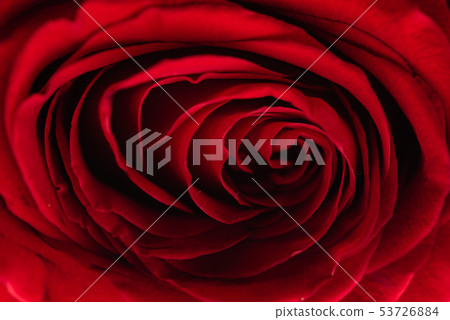 red rose, macro 53726884
