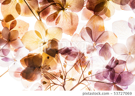 pink hydrangea flowers isolated on the white background pink hydrangea flowers isolated on the white background 53727069