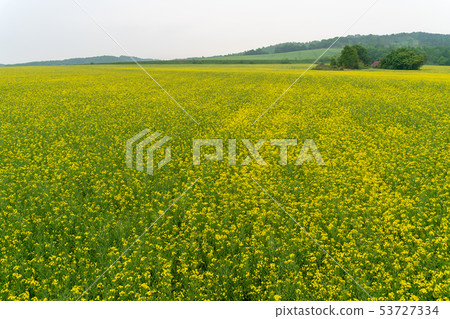 Anping's rape field Hokkaido 53727334