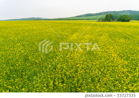 Anping's rape field Hokkaido Anping's rape field Hokkaido 53727335